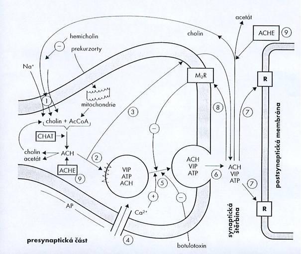 Fyziologické pochody cholinergní neurotransmise Obr. 1.