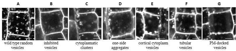From our data can be concluded, that all tested homozygous lines of actin and its associated proteins had reduced rate of FM 4-64 endocytosis.
