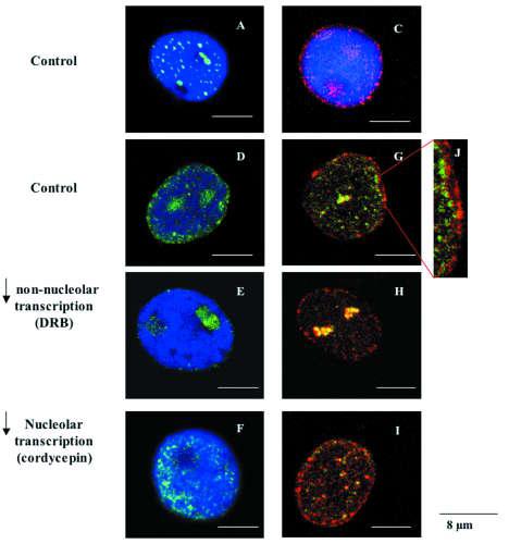 Original Paper Figure 1. Nuclei of Allium cepa root meristematic cells, under different RNA transcription conditions. A and B: Control conditions.