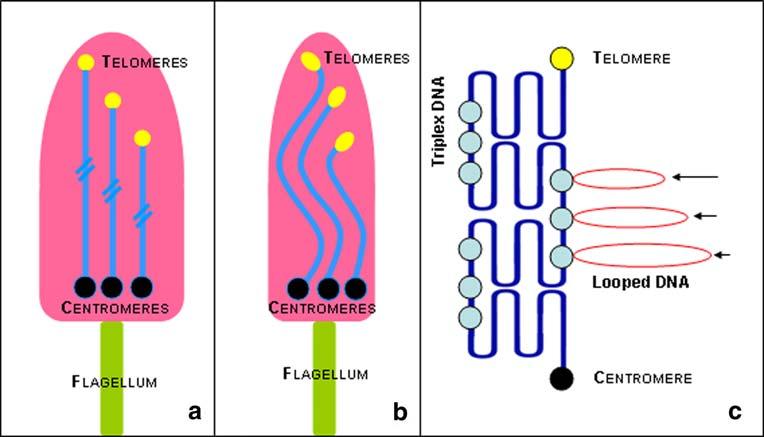 Chromosoma DNAs. Hence, scaffold DNA was apparently nick-free.