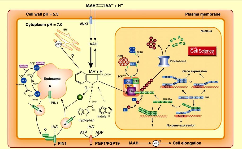 Figure 1 The scheme of auxin signalling. The scheme is reproduced from Paciorek and Friml 20