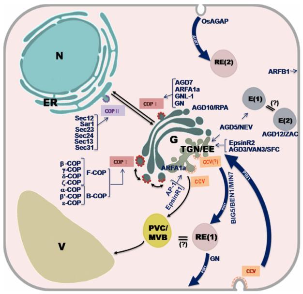 and Ras-related (SAR) and Secretory (SEC) proteins.