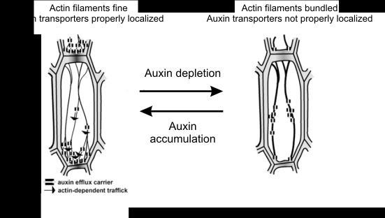 Fig.3: The model of a self-referring regulatory circuit between polar auxin transport and actin organization where auxin promotes its own transport by shaping actin filaments based on results of