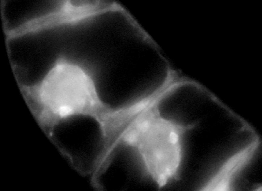 3 Results 3.1 Do phytotropins inhibit auxin efflux by impairing vesicle traffic? Petrášek, J., Černá, A., Schwarzerová, K., Elčkner, M., Morris, D. and Zaţímalová, E.