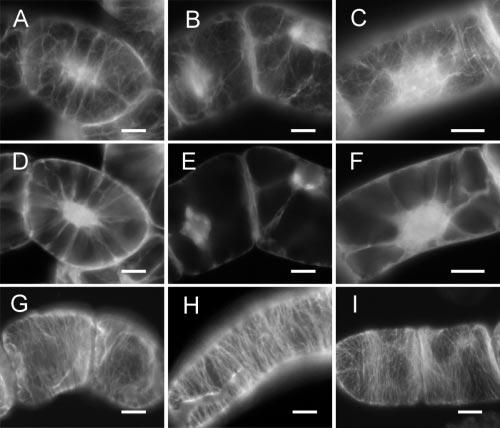 Inhibition of Auxin Efflux in BY-2 Tobacco Cells BFA significantly increased auxin accumulation (Figs. 1 and 2), their effects on cytoskeleton arrangement differed considerably.