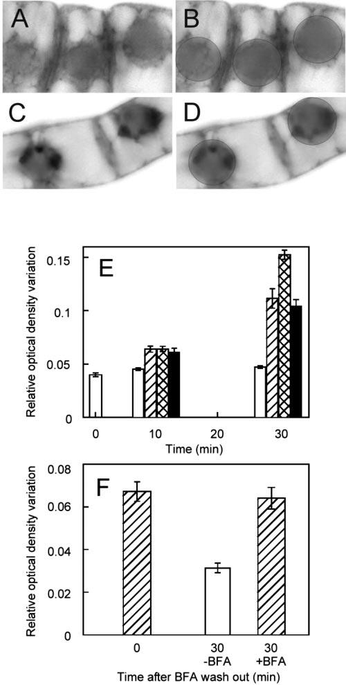 Petrášek et al. tion (compare Fig. 4E with 2B).