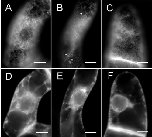 Inhibition of Auxin Efflux in BY-2 Tobacco Cells Figure 5. The effect of BFA and NPA on the arrangement of ER in 2-d-old BY-2 cells expressing mgfp5-er.