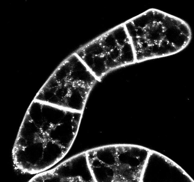 3.2 Addresing the role of cytoskeleton in the endocytosis of PIN1 auxin efflux carrier in BY-2 cells This chapter describes the participation of cytoskeleton in the vesicle trafficking processes.