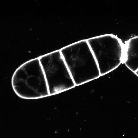 internalization of FM 4-64.