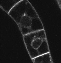 (80 μm) pre-treatment prevented the BFA-induced  (H, I, J) 2,4-D