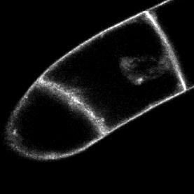 transformed with PIN1:: PIN1:GFP after 30 min pre-treatment with