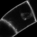 Cytochalasin D - - - + Endocytosis slowed down Inhibitor of actin polymerization, disrupts AFs