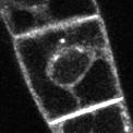 2008 Tyrphostin A51 + + + + Weak PM signal, enhanced endocytosis Analogue of tyrosine, blocking
