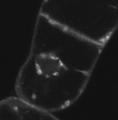 growth factor receptor) in animal cells Aniento and Robinson 2005, Robinson et al.