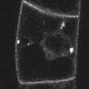 it blocks plant endocytosis downstream of the internalization event at the PM, protein sorting to the