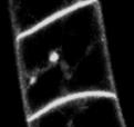 uptake, Inhibitor of endocytosis of PM resident proteins Grebe et al. 2003 Kleine-Vehn et al.