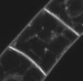 blocks completely compensatory synaptic vesicle (clathrinmediated) endocytosis,not used in plants so
