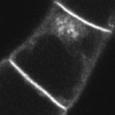 2005 IAA - - + + Endocytosis slowed down Reported as a inhibitor of endocytosis and protein  2005