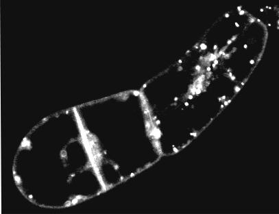 3.3 Probing plant membranes with FM dyes: tracking, dragging or blocking? Jelínková, A., Malínská, K., Simon, S., Kleine-Vehn, J., Pařezová, M., Pejchar, P., Kubeš, M., Martinec, J., Friml, J.