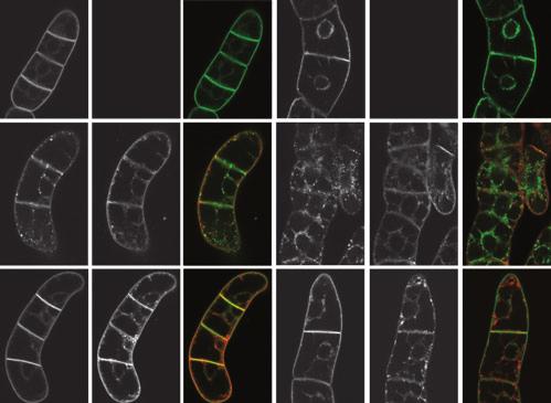 Side-effects of FM dyes in plants 3 Figure 2. FM 4-64-stimulated transient internalization of plasma membrane-located auxin carriers.