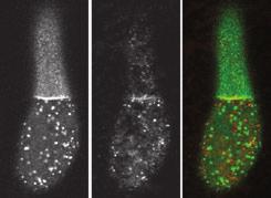 PIN1 GFP and PGP4 GFP localized at transversal plasma membranes of control cells (upper row) and were internalized after 10 min of incubation with FM 4-64 (middle row).