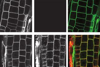 4 Adriana Jelínková et al. (a) 0 min 10 min 40 min (b) 0 min 30 min (c) 0 min 30 min Figure 3. FM dye-induced transient internalization of plasma membrane proteins is cell suspension culture-specific.