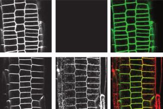 PIN1 GFP localized at plasma membranes of control cells (0 min) and was internalized after 10 min of incubation with FM 4-64. Notice the patchy pattern in the green channel.