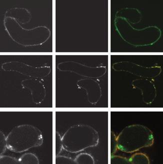 (b, c) Five-day-old Arabidopsis seedlings expressing PIN2 GFP (b) or PIP2 GFP (c) were incubated for 30 min in the presence or absence of FM4-64 dye.