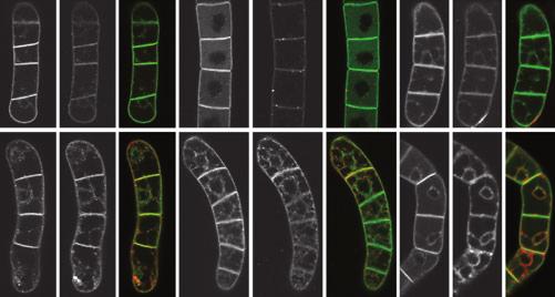Side-effects of FM dyes in plants 5 Figure 4. FM-induced transient internalization of plasma membrane proteins correlates with the dye hydrophobicity.
