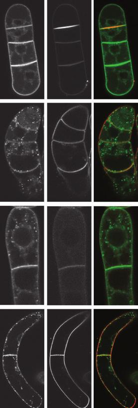 6 Adriana Jelínková et al. (a) (a) (b) (b) (c) (c) (d) Figure 6. The activity of endogenous auxin influx and efflux carriers after treatment with 2 lm FM 4-64, FM 5-95 or FM 1-43.