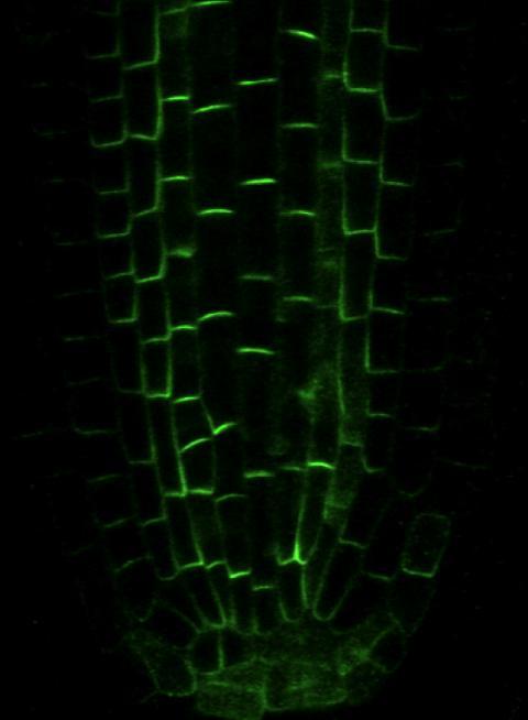 3.4 Cytoskeletal proteins mediating endocytosis and targeted deposition of auxin transporters in Arabidopsis thaliana The primary objective of this study is to find all possible cytoskeleton and