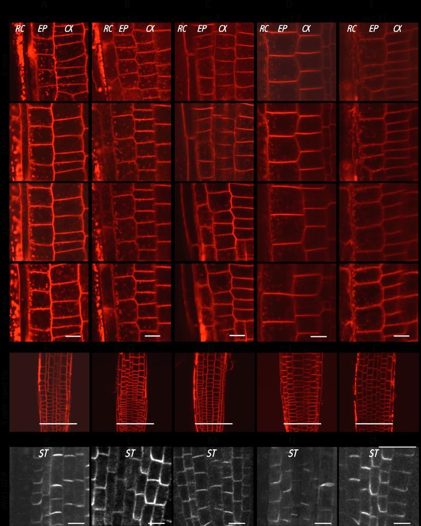 Figure 1: In vivo confocal microscopy of FM 4-64 (2 μm) uptake into the epidermal and cortex cells of the root tip in 3-day-old seedlings of Arabidopsis thaliana mutants in actin genes and