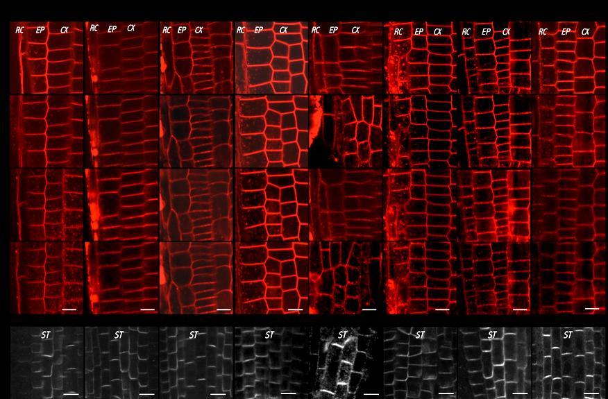 Figure 2 In vivo confocal microscopy of FM 4-64 (2 μm) uptake into the epidermal and cortex cells of the root tip in 3-day-old seedlings of Arabidopsis thaliana mutants in Arp 2/3 complex and WAVE
