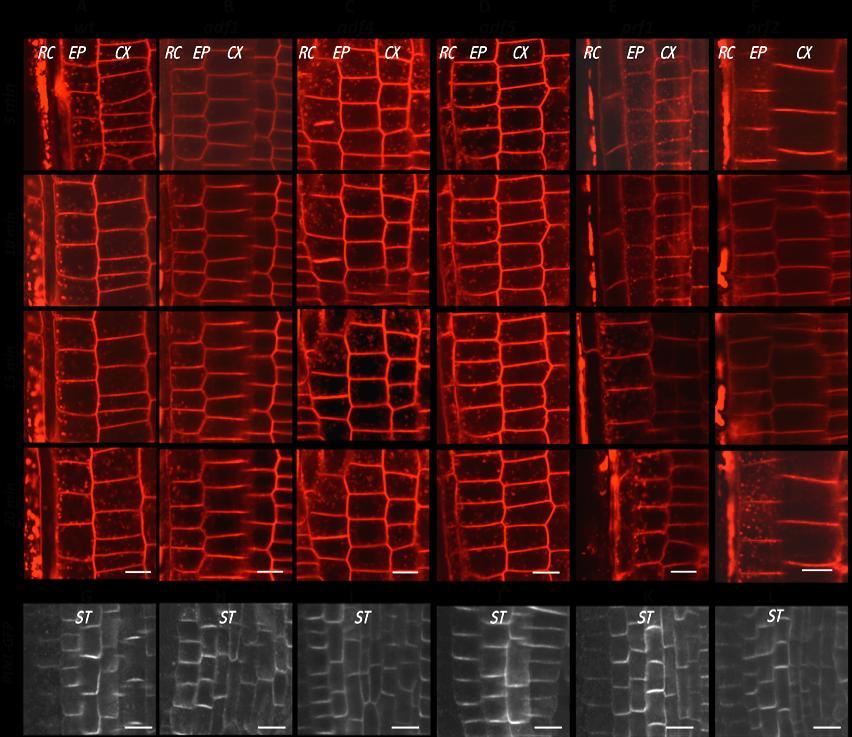 Figure 3 In vivo confocal microscopy of FM 4-64 (2 μm) uptake into the epidermal and cortex cells of the root tip in 3-day-old seedlings of Arabidopsis thaliana mutants in ADF and PRF genes and