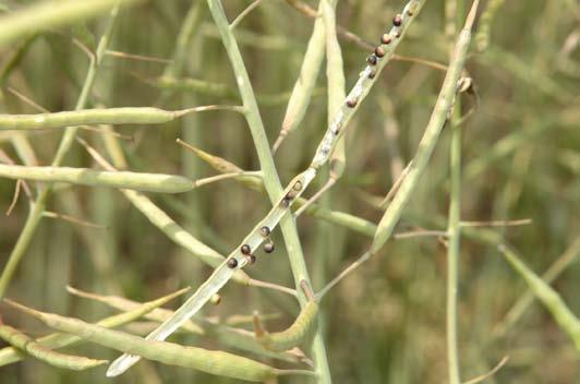 Pre pokračovanie insekticídnej clony počas kvitnutia repky je vhodné aplikovať insekticíd BARIARD (na báze neonikotinoidu thiacloprid) v dávke 0,3 l/ha, ktorý aplikujte v období, kedy sú už vytvorené