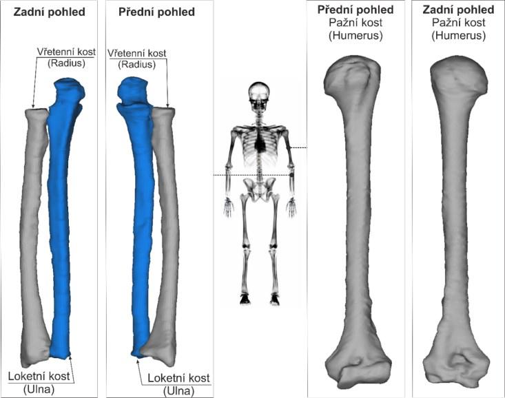 4 NUMERICKÉ MODELOVÁNÍ KOSTÍ Základem vytvoření správného geometrického a numerického modelu kostí je získání série po sobě jdoucích snímků.