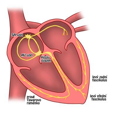 2.2 Elektrická srdeční aktivita Lidské srdce je neustále pracující orgán oválného tvaru, který pomocí kontrakcí v pravidelném rytmu vyvolaných slabými elektrickými impulzy pumpuje krev do těla, čímž