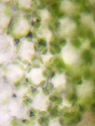 POHYB CHLOROPLASTŮ accumulation response (slabé světlo)