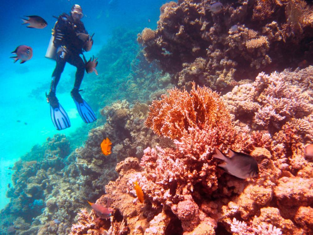 Potápění Potápění: Club Med Finolhu nabízí obrovské množství možností k potápění. Uvidíte žraloky, kanice, manty, murény a mnoho dalšího.