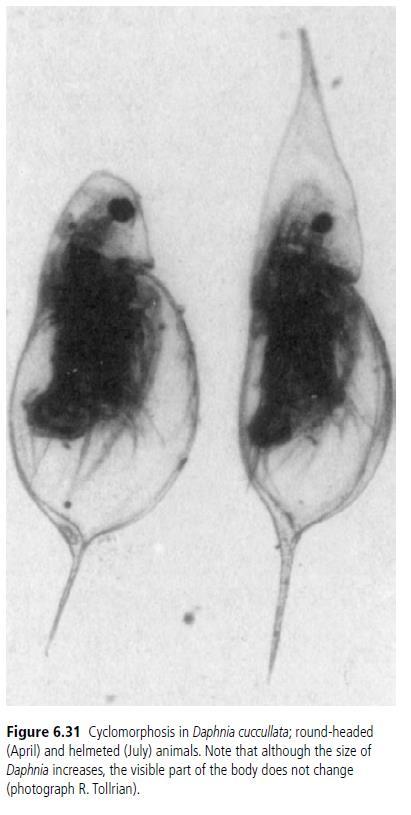 hrotnatka Daphnia cucullata v