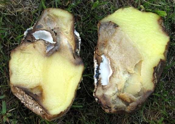 při 12 15 C (hojivé období), pak přetřídit a