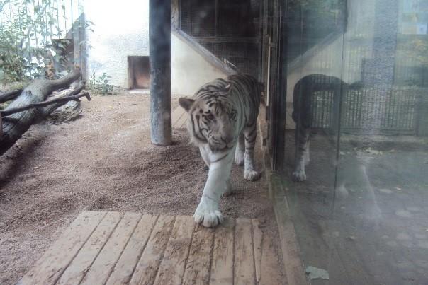 Říjen Taneční soutěž Česká Kamenice Výukový program ZOO Děčín Listopad