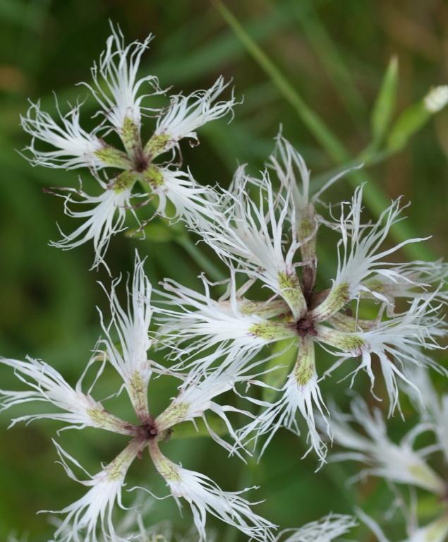 ohrožených 29 ohrožených Dianthus superbus subsp.