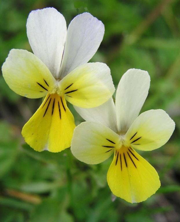 Viola tricolor