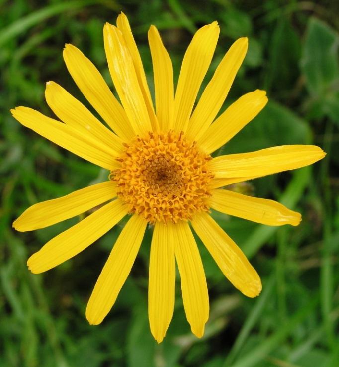 Arnica