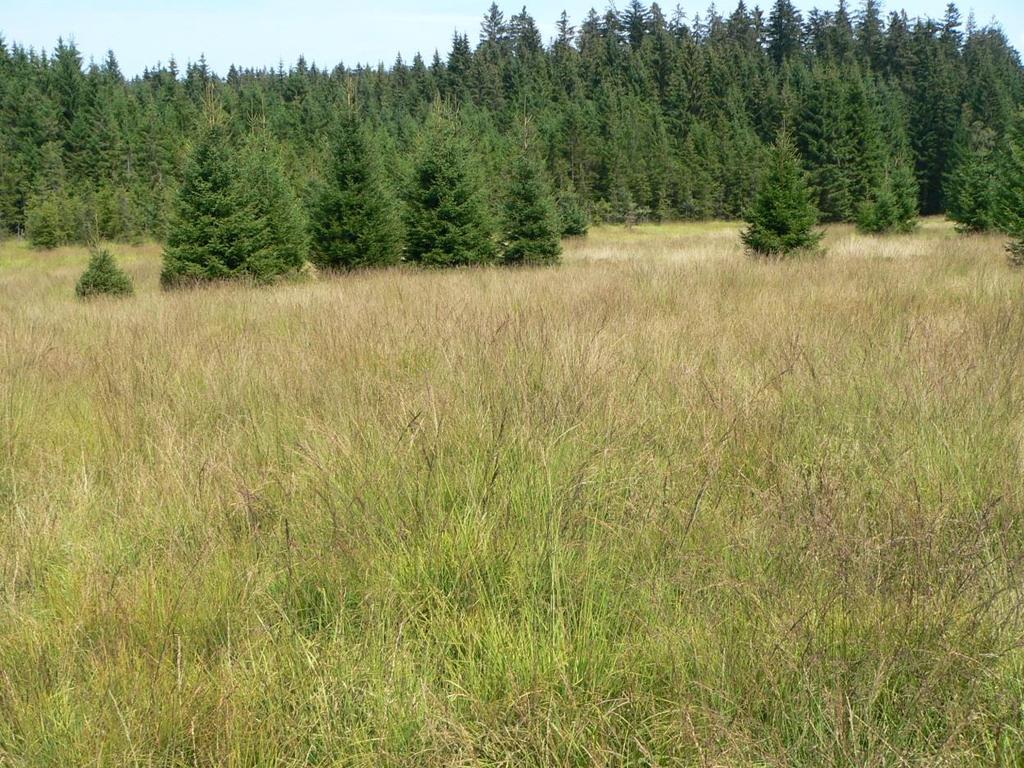 vlochyně Monokultura bezkolence modrého