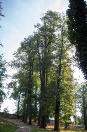 456 Tilia