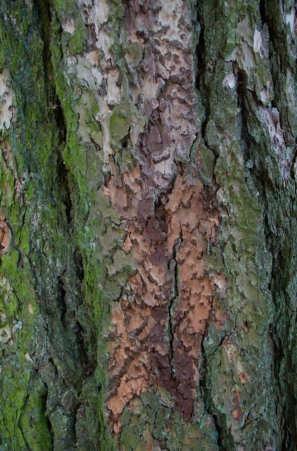 ošetření 84 Larix