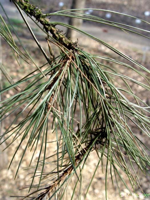 Borovice černá (Pinus