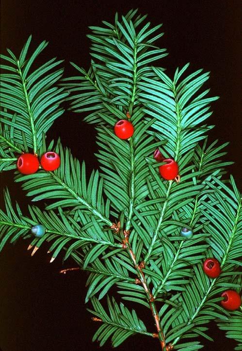 Tis červený (Taxus baccata) Tisovité (Taxaceae) zralá semena tmavě zelené ploché jehlice, dvouřadě